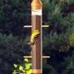 Finch feeder